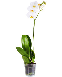 Белая орхидея Фаленопсис в горшке
